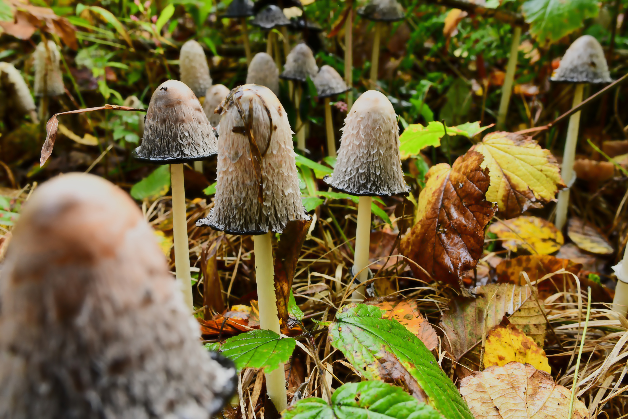 Coprinus Comatus Mushrrom